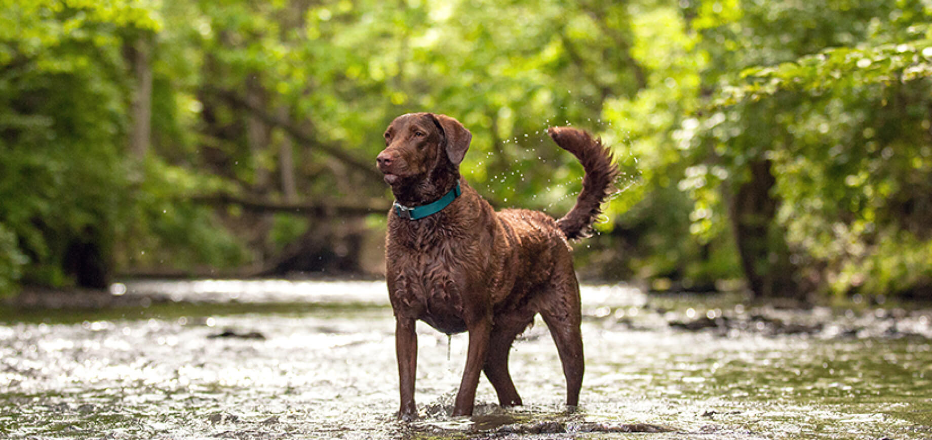 Help your dog stay trim