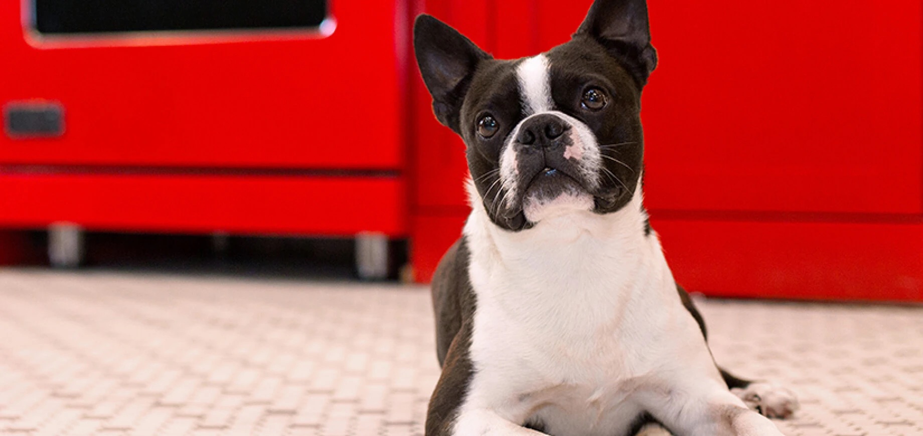 dogs-and-cats-keeping-peace-in-the-house